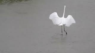 La danza dellAirone bianco maggiore [upl. by Lloyd]