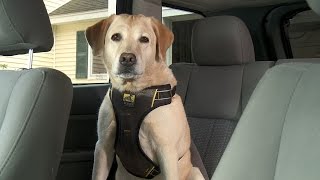 Kurgo Impact Dog Car Harness [upl. by Rosner]