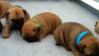 Bullmastiff puppies [upl. by Ahsenra57]