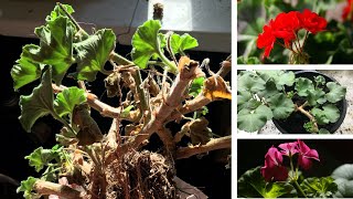 Overwintering Geraniums [upl. by Adilen]