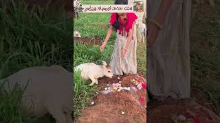 Nagula Chavithi with Nadipathy Cows cute life village farm pets reels trending love india [upl. by Brena]