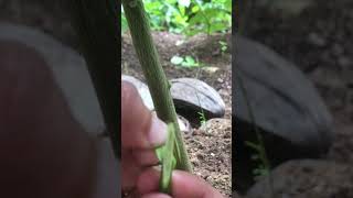 Lemon Budding Method Expert Plant Grafting Care Guide Satisfying ForYou garden homegarden [upl. by Polard698]