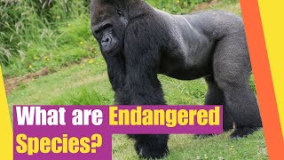 What are Endangered Species  Learn about endangered species and conservation efforts [upl. by Ahseken877]