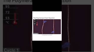 Polymerase Chain Reaction PCR [upl. by Jourdan]