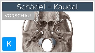 Schädelbasis Aufbau und Funktion Vorschau  Kenhub [upl. by Yaffit89]