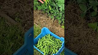 peasharvest peasfarming greenpeas greenpeasgarming agriculturefarming [upl. by Wende]