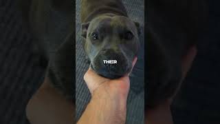 Viral Staffy Dog Video that will Melt Your Heart in 2024 shorts doglover staffydog [upl. by Platt]