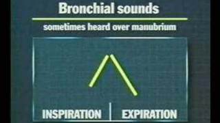 examination of the thoracic and respiratory system 5 [upl. by Anerda]