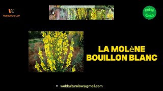 EurêkaPlantes22 La Molène Bouillon Blanc [upl. by Quiteria]