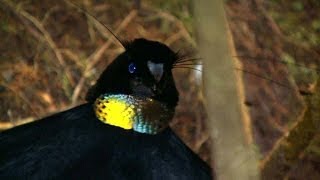 Birds of Paradise Paradiesvögel Burung Cendrawasih Papua Indonesia [upl. by Shannan157]