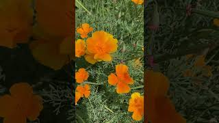 POLECAM maczkiCalifornia poppies English CCssubtitles [upl. by Azeel]