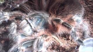 T spoTlighT series  Grammostola sp Maule  quotCottonCandyquot [upl. by Stefanie]