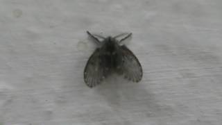 Drain fly  Drain flies  sink flies  moth flies  or sewer gnats  Psychoda alternata 01 [upl. by Iemaj993]