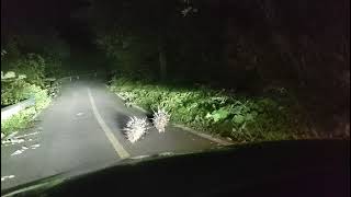 Unexpected encounter with two small hedgehogs on the road at night [upl. by Marcellus]