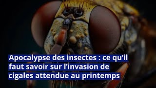 Apocalypse des insectes  ce qu’il faut savoir sur l’invasion de cigales attendue au printemps [upl. by Fortier]