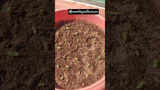 Mesembryanthemum flower seeds germinated garden happiness trending youtubeshorts himachal [upl. by Onibla143]