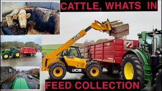 FEED COLLECTION  LOOK AT WHAT CATTLE WERE FEEDING [upl. by Eelrak172]