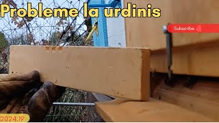 Probleme cu instalarea gratiei la urdiniș [upl. by Oswald334]