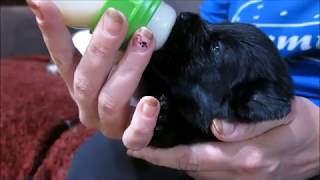 Bottle feeding a 35 week old Newfoundland puppy [upl. by Oribel]