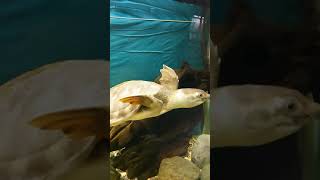 AMAZING PIG NOSED TURTLE‼🐢 swimming turtle zoo zoopark beautiful shorts shortsvideo [upl. by Valaria508]