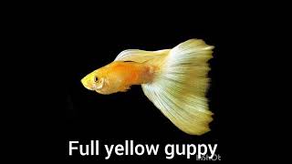 top 10 beautiful guppy fish for breeding guppy care guppy guppyfishforbreeding RituRajc7p [upl. by Hartmann]