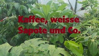 Kaffee weisse Sapote und Co [upl. by Edecrem]