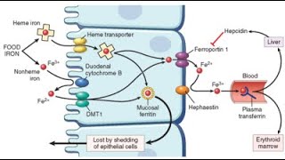 Hypochromic microcytic anemia lecture April 2020 [upl. by Azelea]