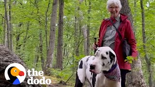 Great Dane Finds a New Grandma On Hiking Trail  The Dodo [upl. by Rufe316]