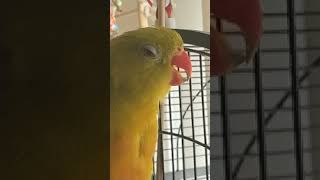 Picasso the Regent Parrot whistles The Andy Griffith Theme Song 🦜 [upl. by Adnauqal]