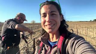 On taille notre plus jeune vigne [upl. by Eladal]