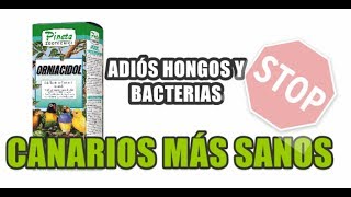 PREVENIR HONGOS Y BACTERIAS EN CANARIOS DE MANERA FÁCIL Lali en Adobo [upl. by Abelard]