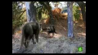 Lobos gigantes 2da parte DOCUMENTAL quotESPAÑOLquot [upl. by Catina]