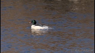 Goosander Mergus merganser ♂  Gänsesäger [upl. by Bilow]