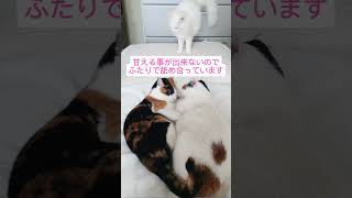 にゃんこにも感情はあるの Cats have feelings too 三毛猫calico 猫 保護猫 cat 猫好きさんと繋がりたい 分離不安症 [upl. by Azarcon]