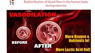 AQA GCSE PE Redistribution of blood flow during exercise [upl. by Benni881]