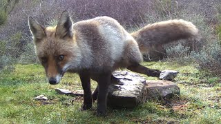 Zorro lisiado Vulpes vulpes marca sobre una roca 464 [upl. by Pail983]