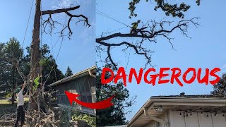 Giant Bur Oak Removal  I Almost Died [upl. by Tigram647]