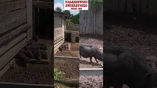 Nałęczowski Zwierzyniec 🐮 Małe ZOO w Nałęczowie 🐰 🚶 Walking Tour [upl. by Neik]