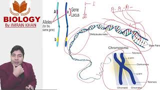 Concept of Allele and Locus genetics alleles locus generalknowledge [upl. by Eelinnej]