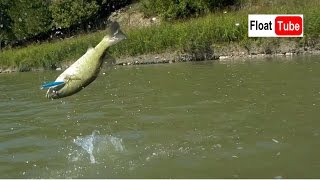 Saugeen River Bass in Saugeen Shores Ontario [upl. by Chiles721]