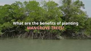 Benefits and Importance of Mangrove Trees [upl. by Tigirb342]