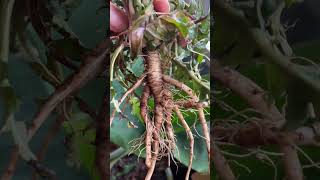 How we make dandelion root tea growyourownfood foraging wildfood [upl. by Che]