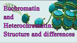 Euchromatin and Heterochromatin Structure and Differences I Chromatin I Constitutive I Facultative [upl. by Busch350]