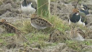 240112 RSPB Satholme highlights [upl. by Acimahs]