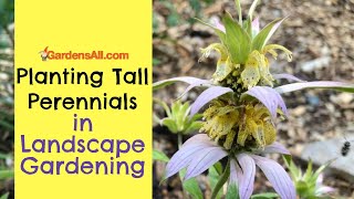 Planting Tall Perennials in Landscape Gardening  GardensAllcom [upl. by Nahs50]