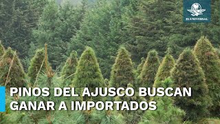 Pinos del Ajusco para la Navidad van por ganarle a importados [upl. by Felix]