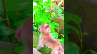 Adorable baby monkey real life  Monkey Babymonkey Shorts  Viral Monkey [upl. by Cung900]