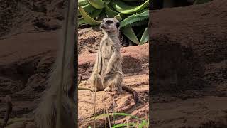 The Meerkat Campbelltown Australia [upl. by Auhsot]