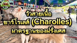 วัวสายเนื้อชื่อดังของโลกโคพันธุ์ชาร์โรเลส์  Charolles มาตรฐานของฝรั่งเศสงานประกวดวัว [upl. by Gilchrist216]