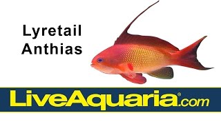 Lyretail Anthias Pseudanthias squamipinnis  LiveAquariacom [upl. by Fariss92]